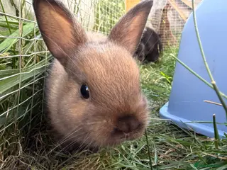 Netherland Dwarf rabbits Pure netherland dwarf - Advert 1