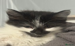 Mixed Breed cats for sale: Long haired girl fluffy Kittens  - Image 22