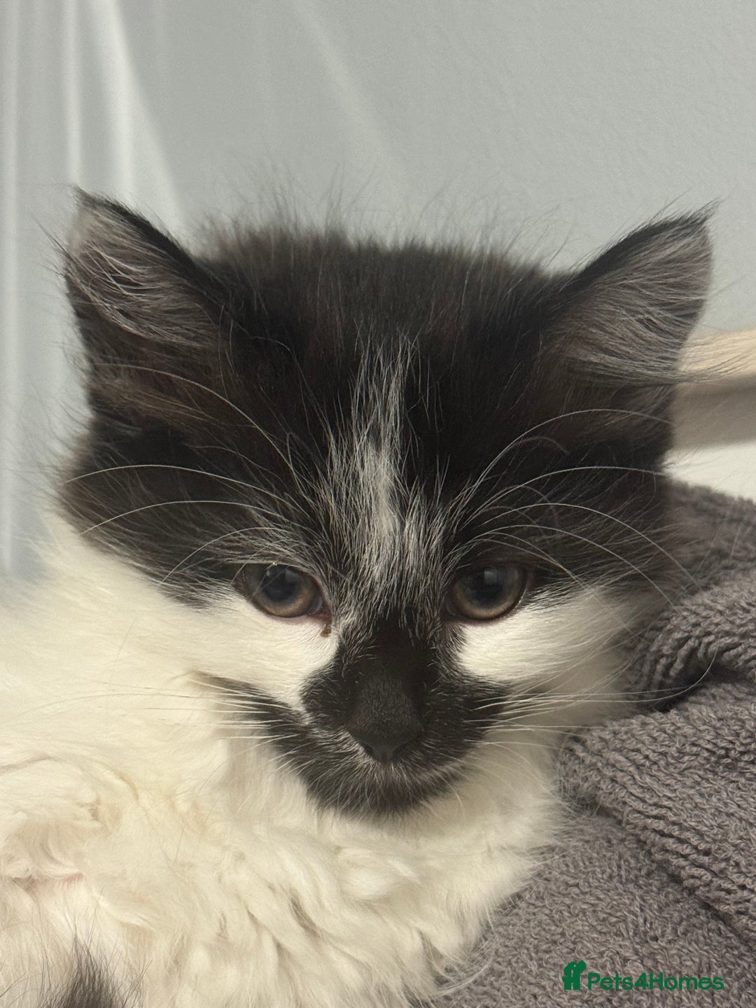 Mixed Breed cats for sale: Long haired girl fluffy Kittens  - Image 22