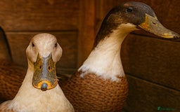 Ducks poultry for sale: Runner ducks for sale - Image 2