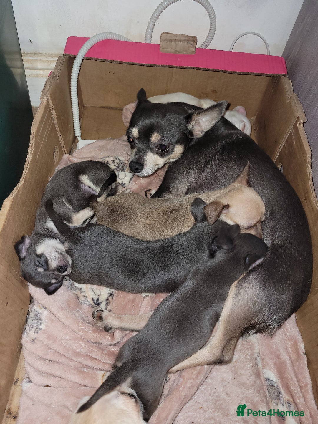 Chihuahua dogs for sale: Chihuahua puppies 2 males and 3 females  - Advert 12