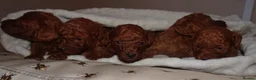 Cavapoo dogs for sale: Tiny toy red cavapoo litter due  - Advert 12