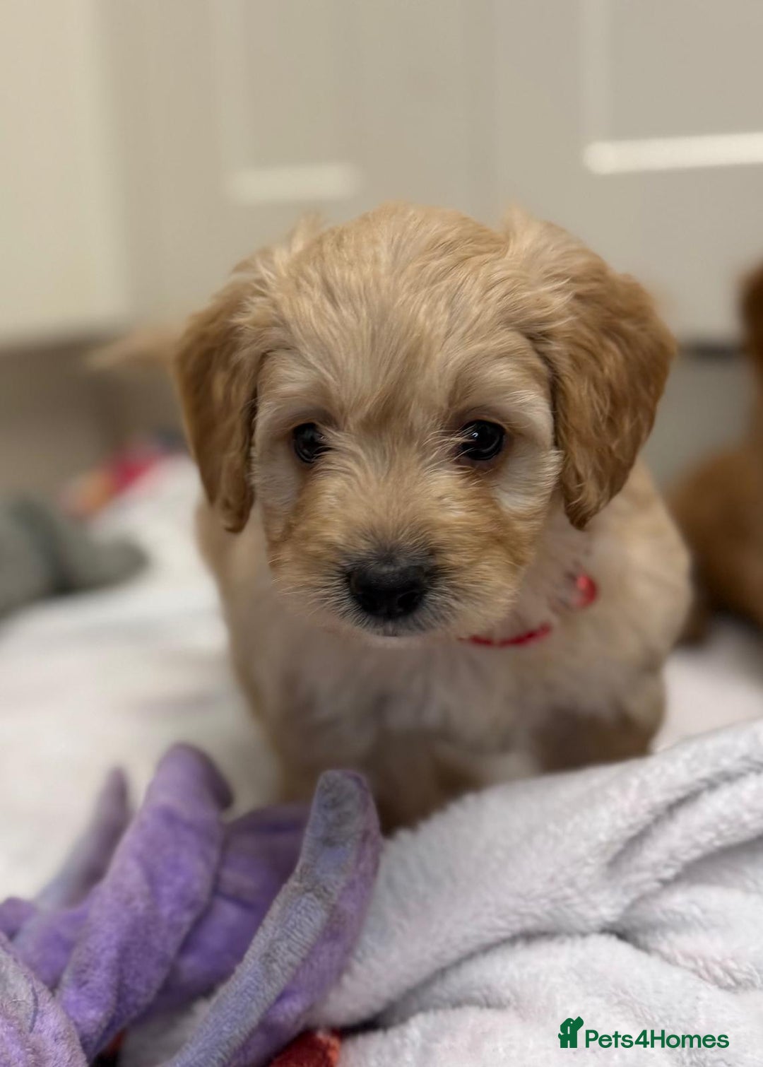 Cockapoo dogs for sale: Bred From Health Tested Parents - Advert 14