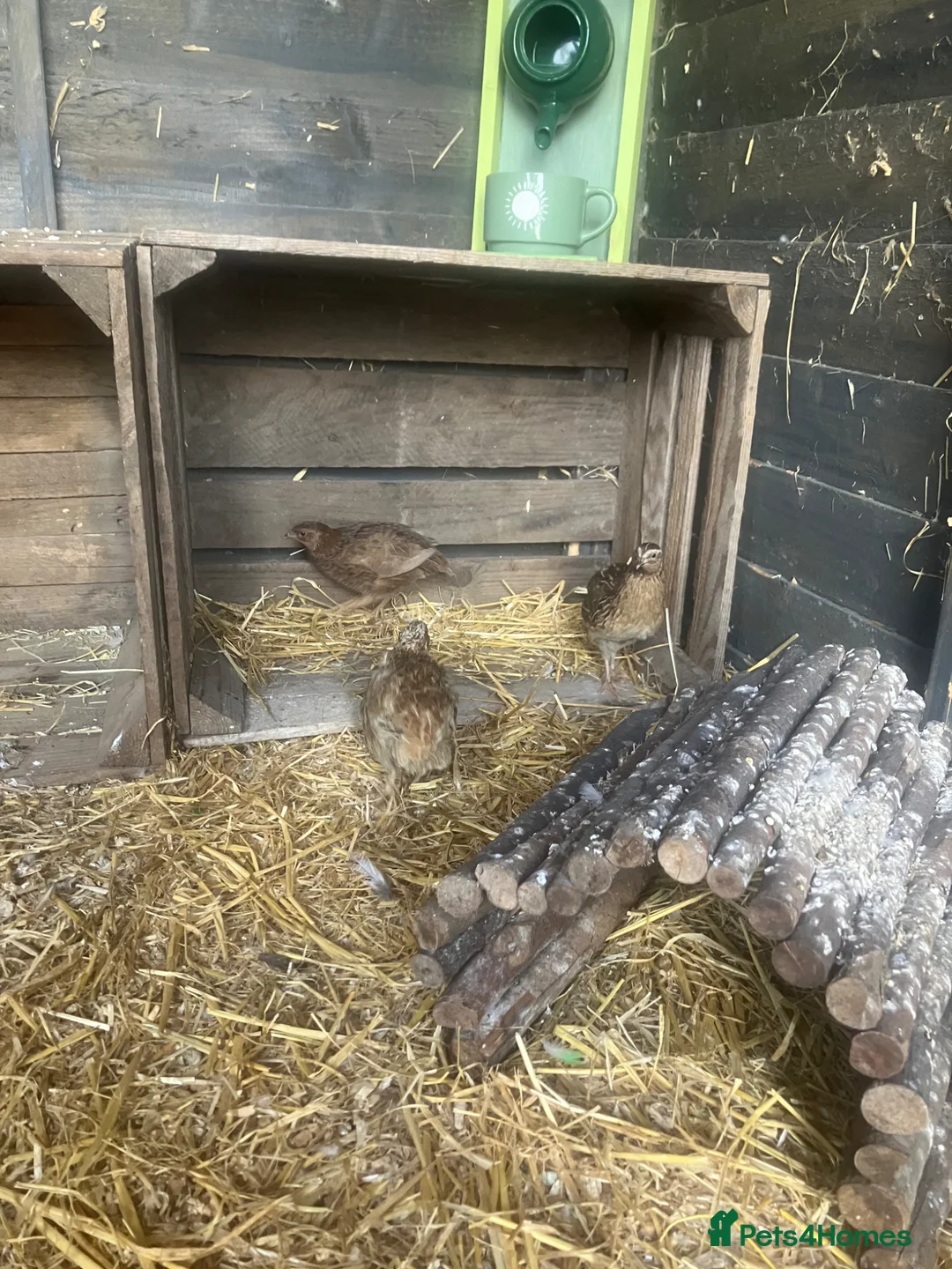 Quail poultry for sale: Female quail for sale  - Advert 1
