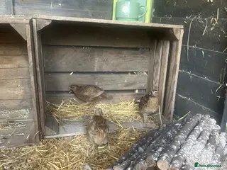 Quail poultry Female quail for sale - Advert 2