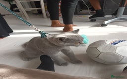 British Shorthair cats for sale: British shorthair  - Image 2