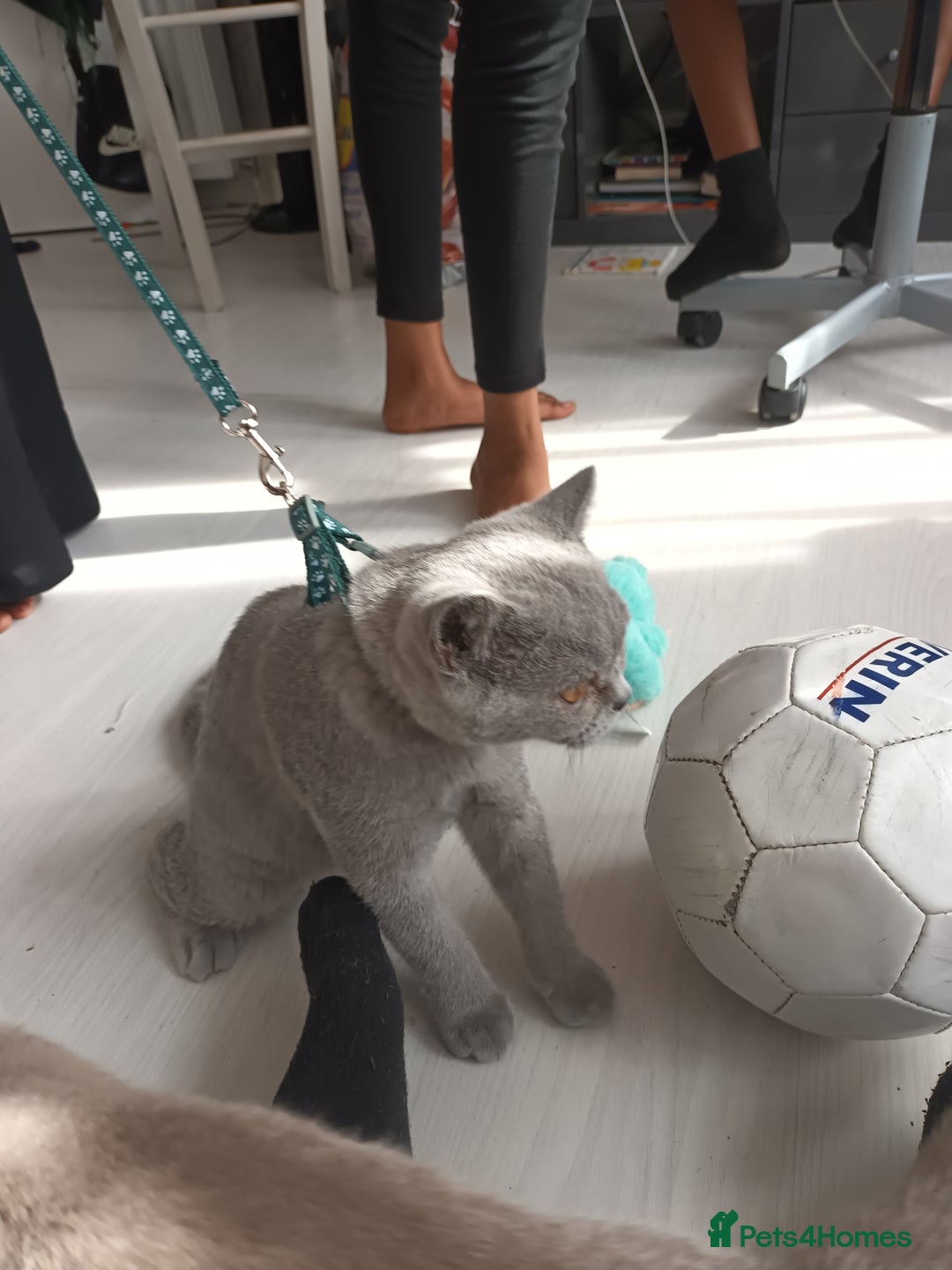 British Shorthair cats for sale: British shorthair  - Image 2