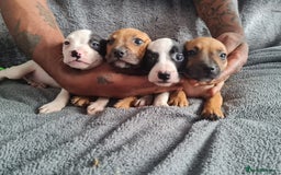 Mixed Breed dogs for sale: Adorable frenglish bullterrier puppies - Image 2