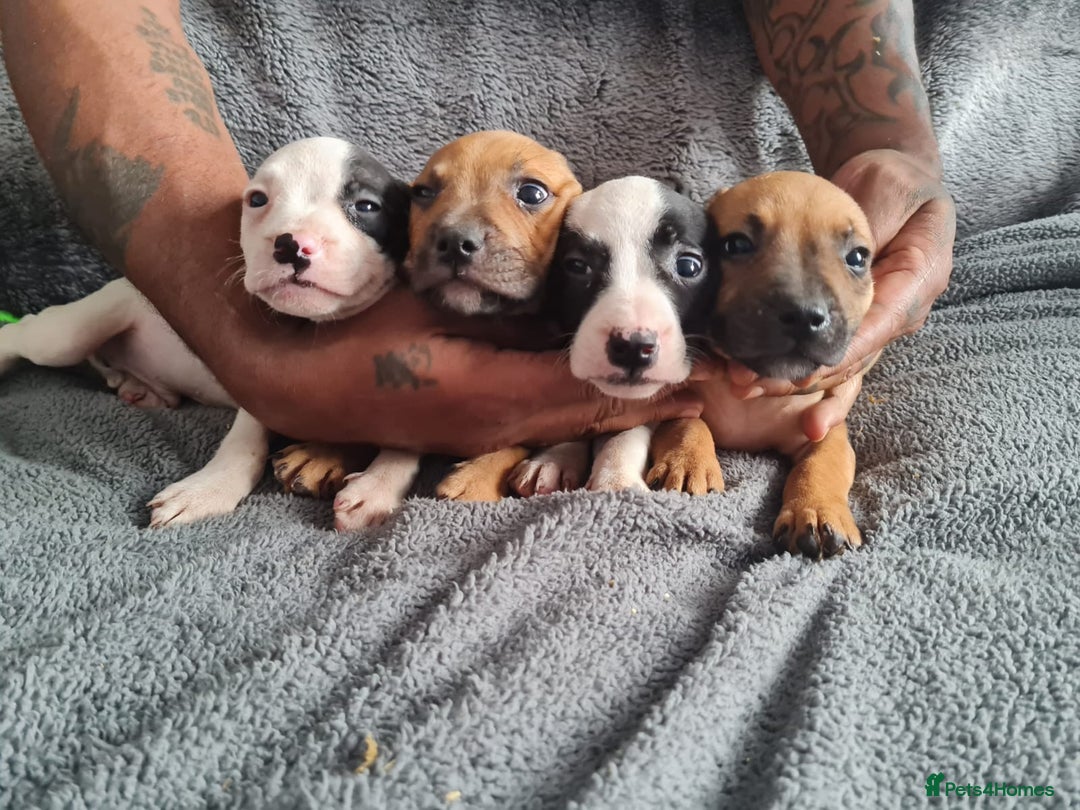 Mixed Breed dogs for sale: Adorable frenglish bullterrier puppies - Image 2