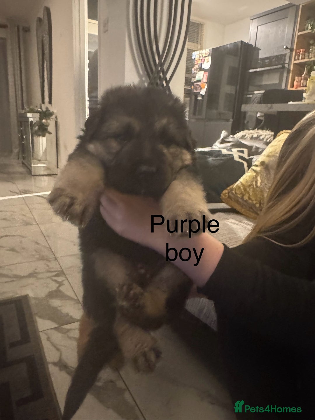 German Shepherd dogs for sale: Long haired German shepherd puppies  - Advert 8