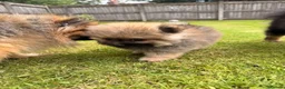 Pomeranian dogs for sale: Reduced price, last baby boy available - Advert 16