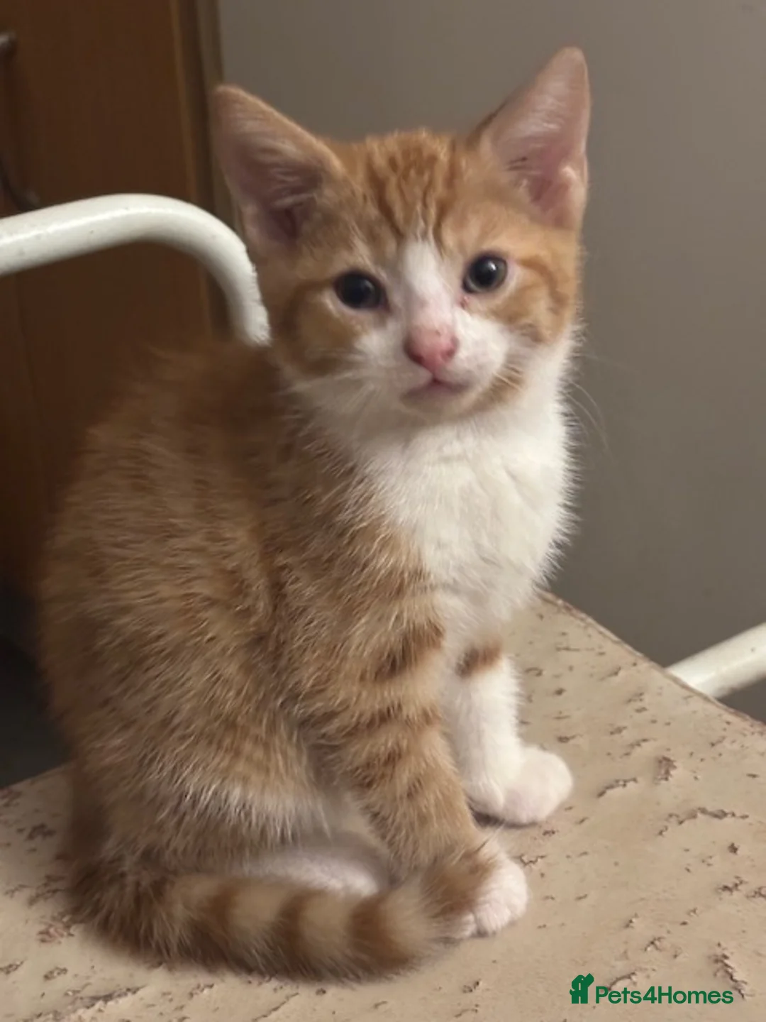 Mixed Breed cats for sale: The Most Adorable Kittens - Advert 38