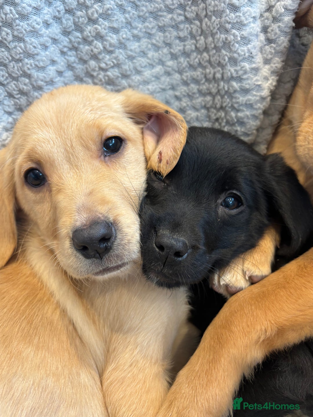 Labrador Retriever dogs for sale: Mixed Litter of Labrador Retriever Puppies - Advert 12