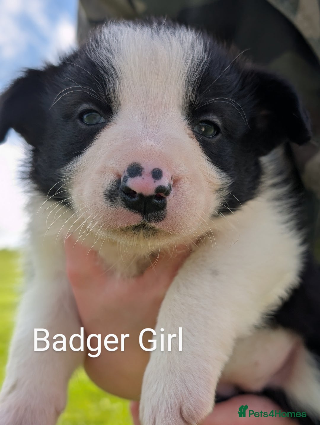 Border Collie dogs for sale: Border collie puppies - Image 4