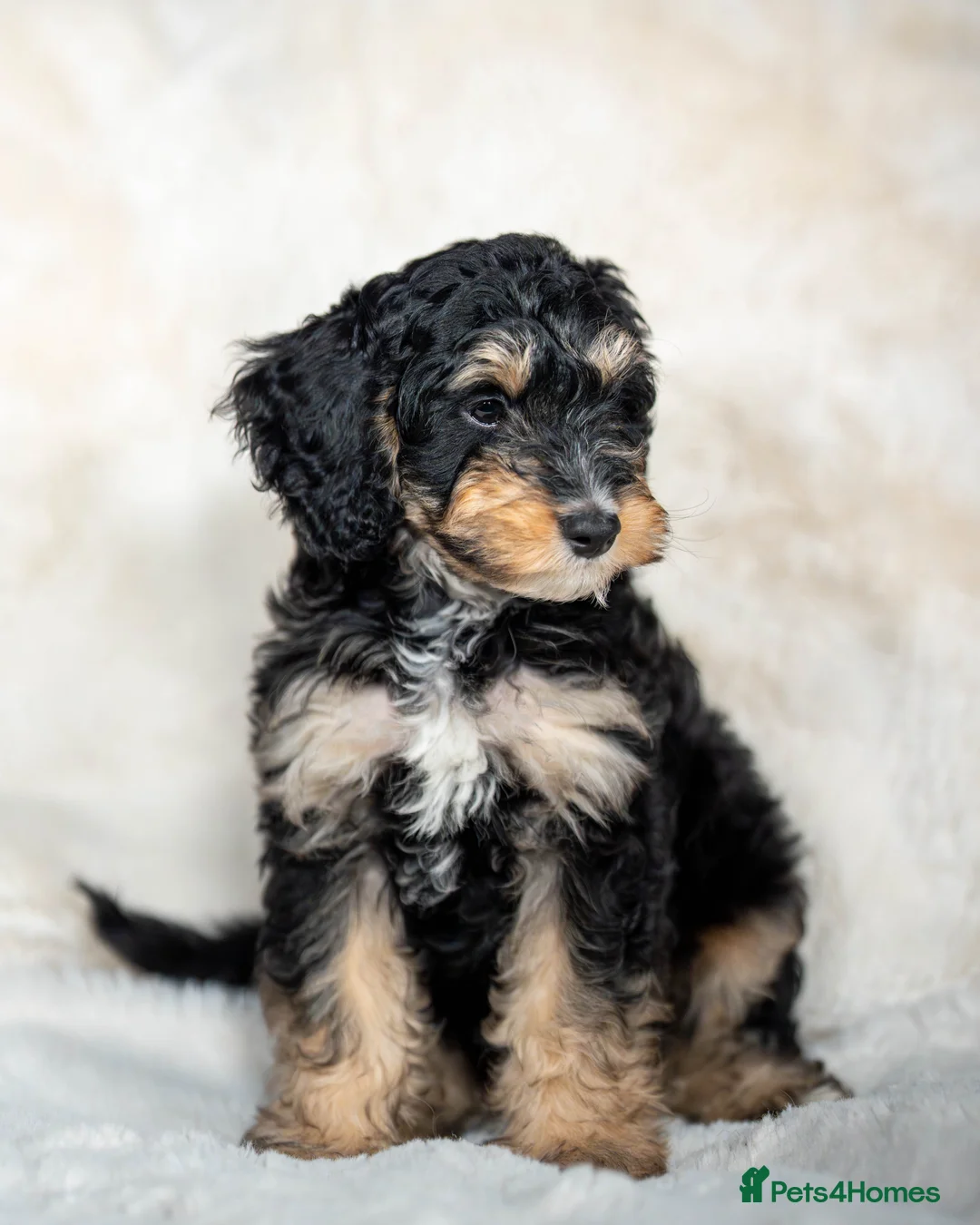 Cockapoo dogs for sale: 6 Stunning Cockapoo Puppies - Advert 16