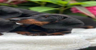 Miniature Dachshund dogs - Advert 2