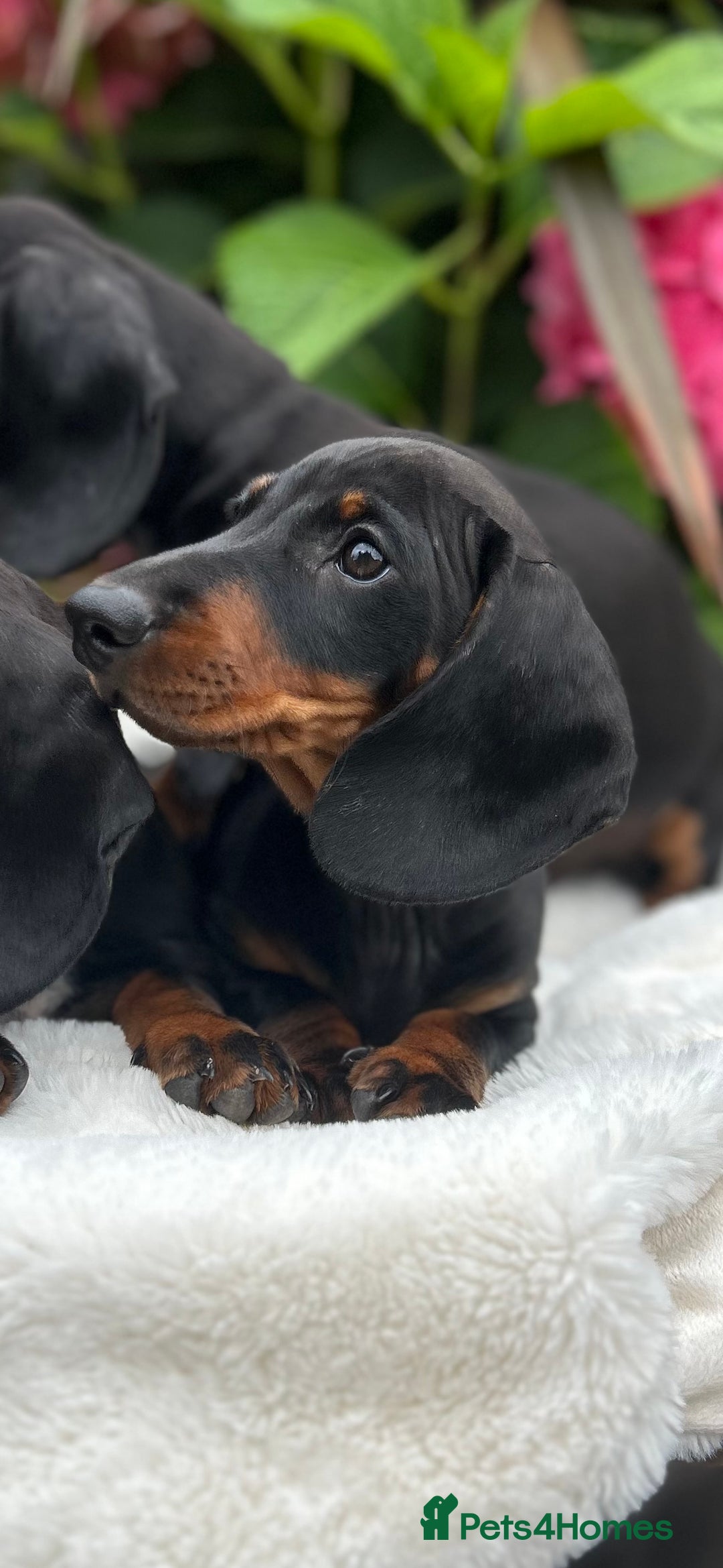 Miniature Dachshund dogs for sale: Ready Now Full Pedigree KC Reg Mini Dachshunds - Image 2