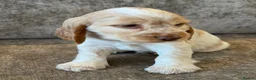 Cocker Spaniel dogs for sale: 100% SHOWTYPE KC REGISTERED COCKER SPANIELS - Advert 11