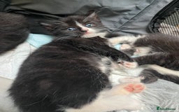 Mixed Breed cats for sale: Ragdoll cross - Image 7
