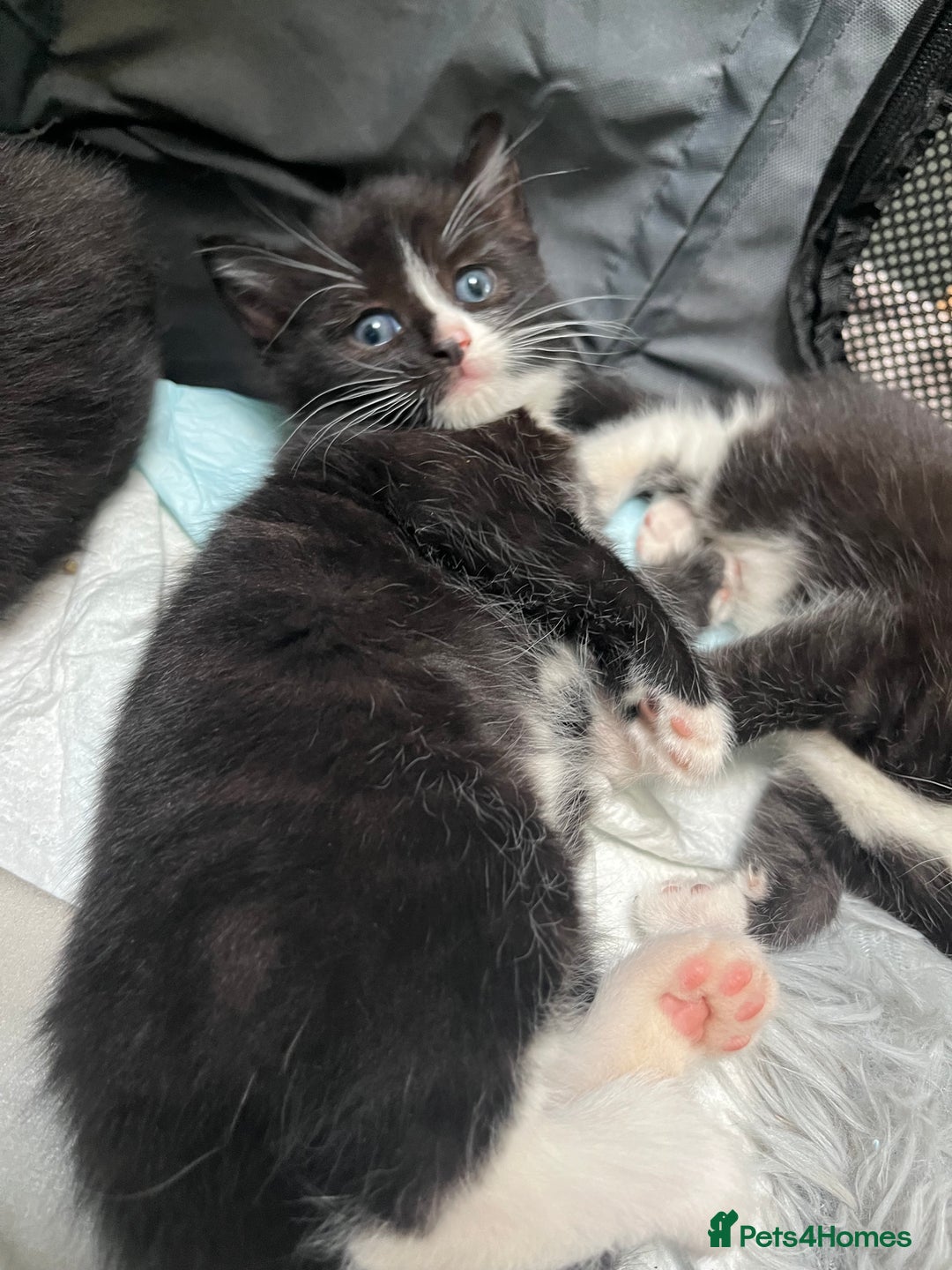 Mixed Breed cats for sale: Ragdoll cross - Image 7