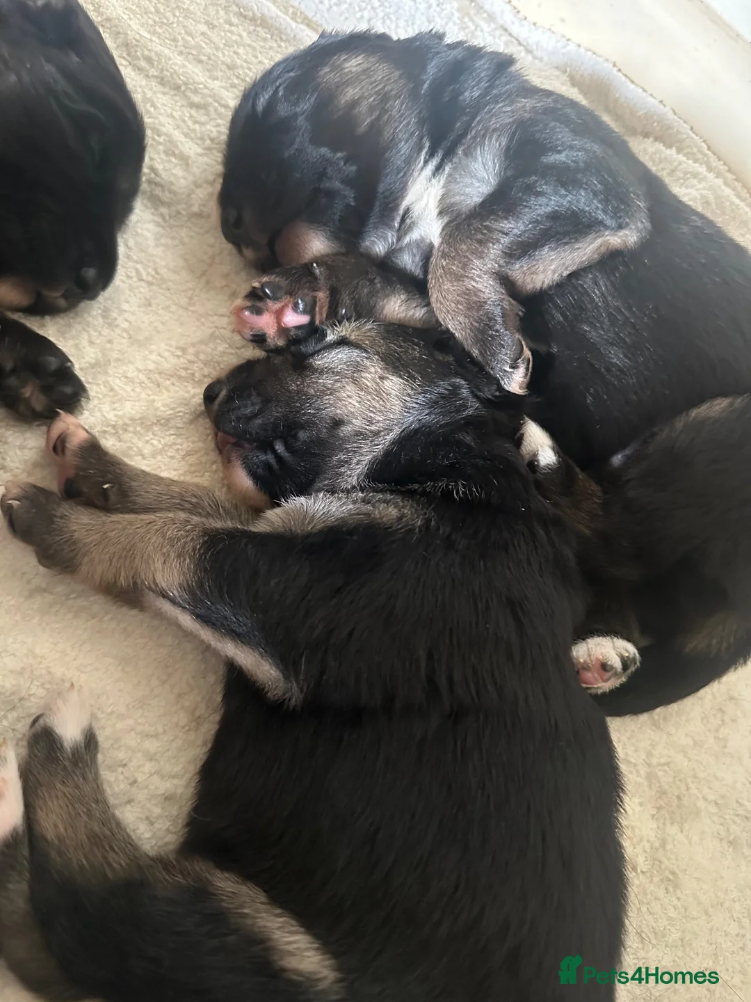 Mixed Breed dogs for sale: 4male 1 female puppies in Bury - Advert 2