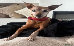 Miniature Pinscher dogs for adoption: Our pensioner miniature pinscher - Image 2