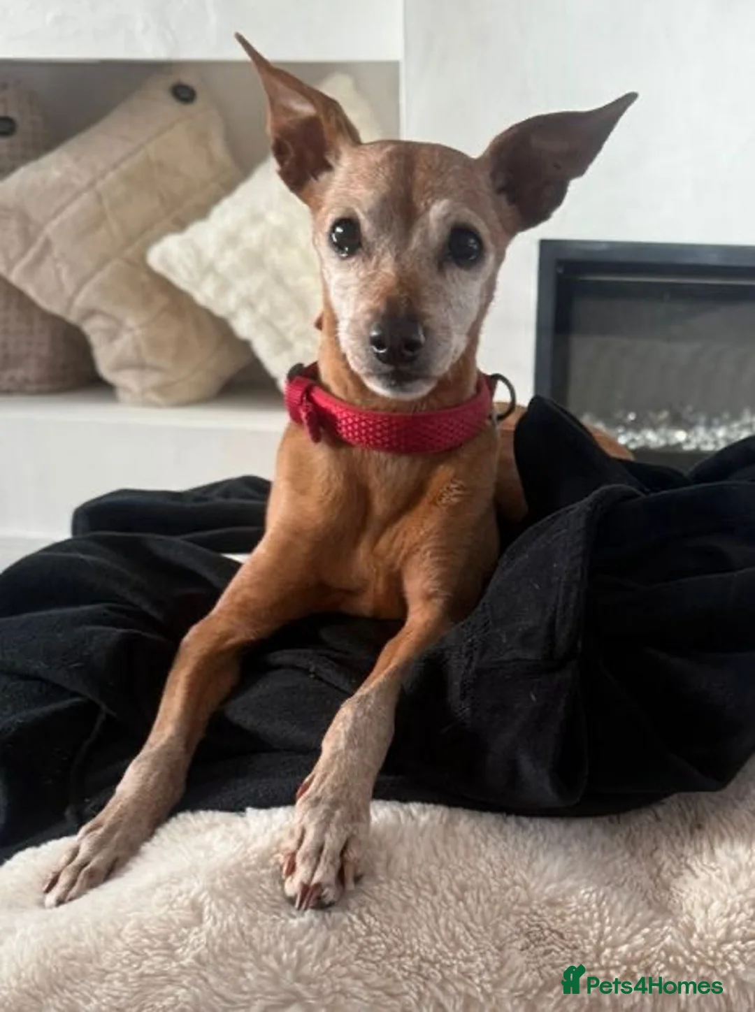 Miniature Pinscher dogs for adoption: Our pensioner miniature pinscher - Advert 2