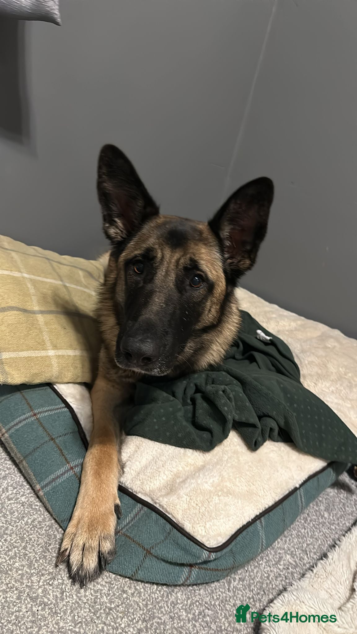 Mixed Breed dogs Big tart needing cuddle - Advert 1