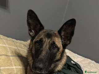 Mixed Breed dogs Big tart needing cuddle - Advert 2