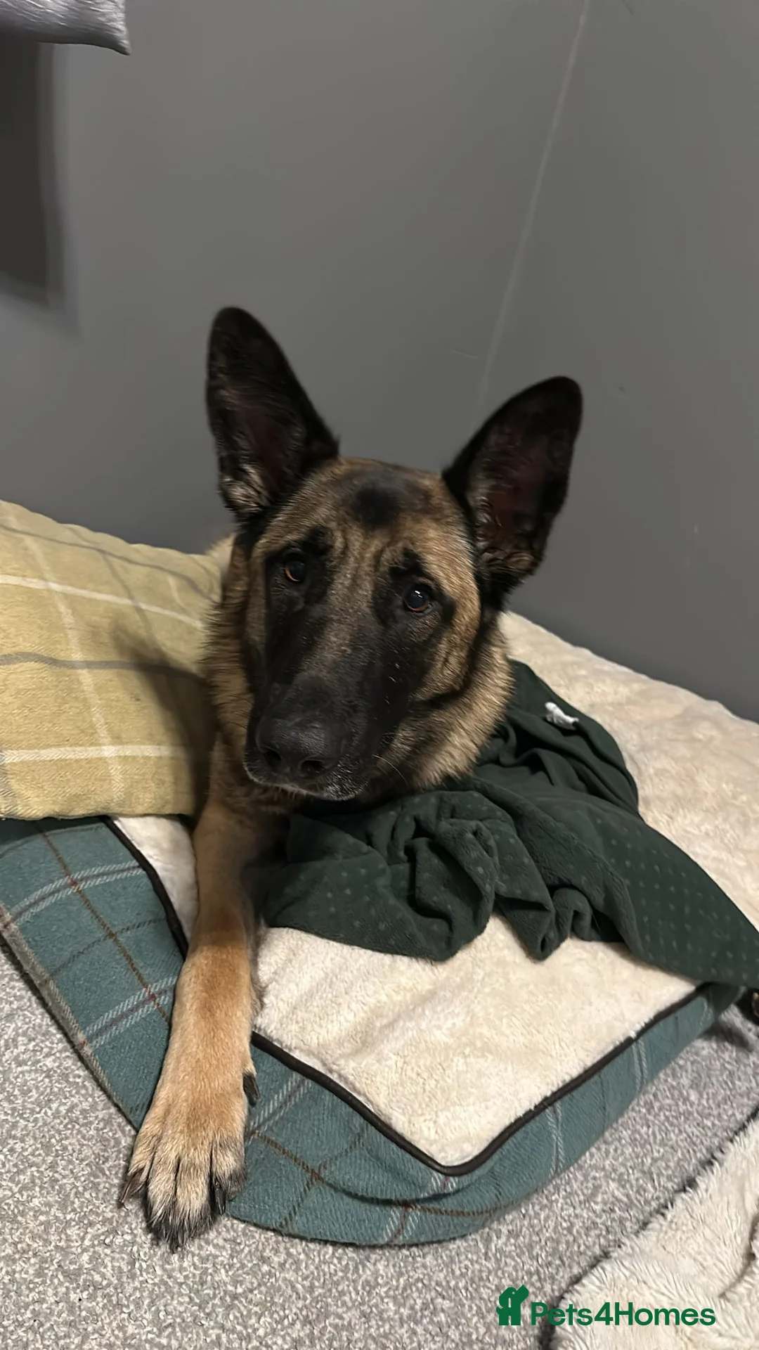 Mixed Breed dogs for sale: Big tart needing cuddle - Advert 1