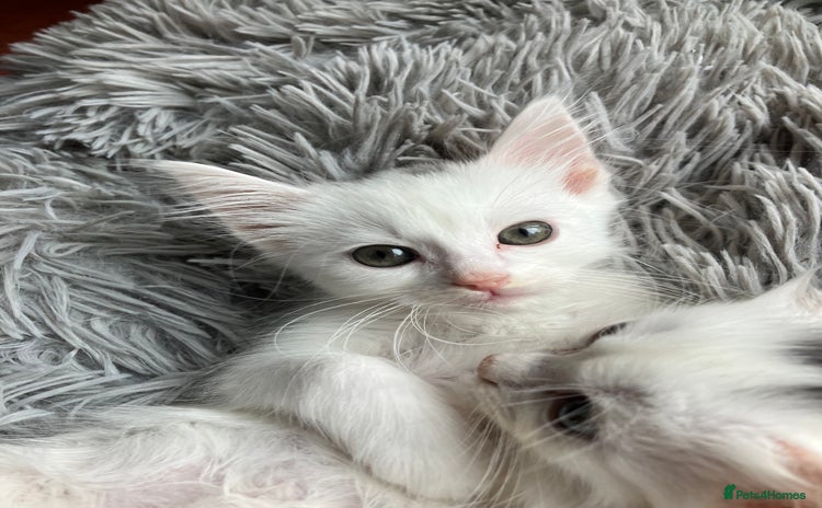 Mixed Breed cats - Advert 7