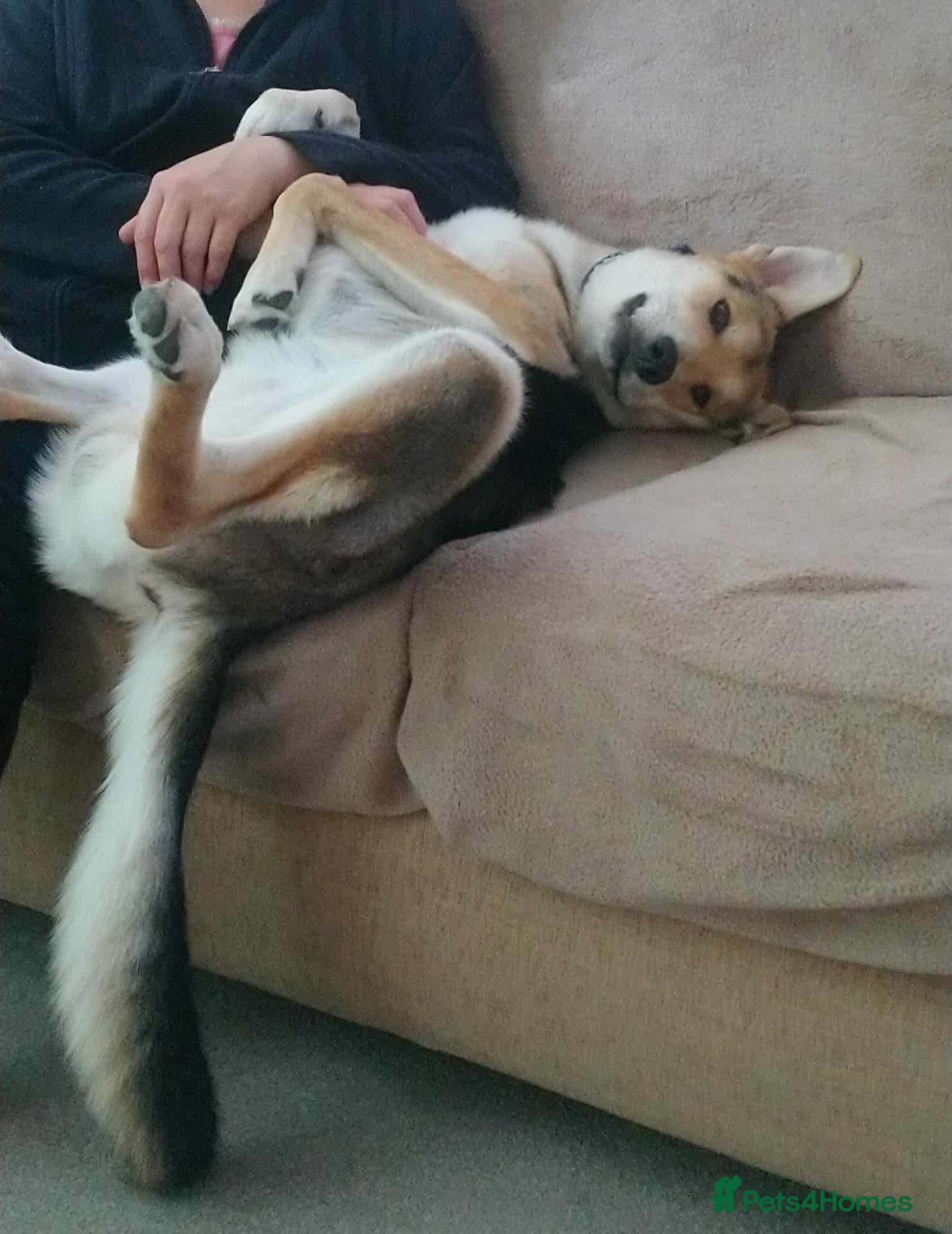 Golden Shepherd dogs Sweet but boisterous boy needs experienced family - Advert 2
