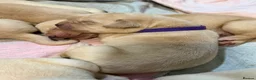 Labrador Retriever dogs for sale: Labrador puppies for sale  - Advert 3
