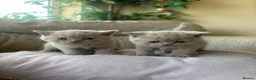 British Shorthair cats for sale: lilac british shorthair kittens - Advert 14