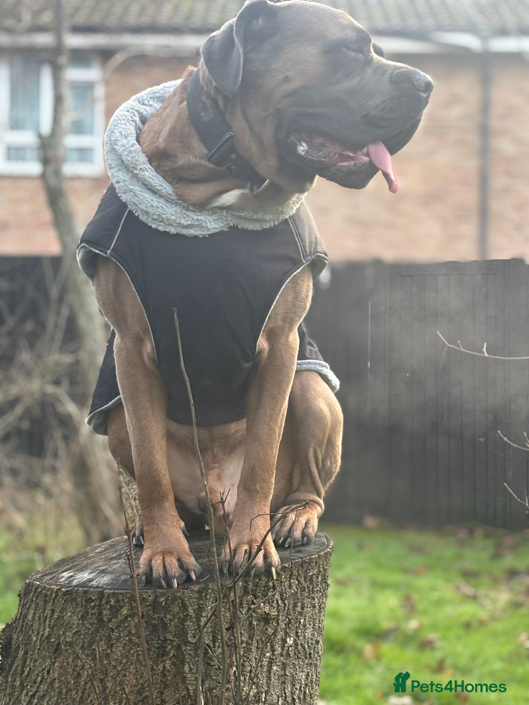 Cane Corso dogs for sale: 🔥CONFIDENT & BRAVE CANE CORSO PUPPY -HIGH DRIVE🔥 - Advert 8