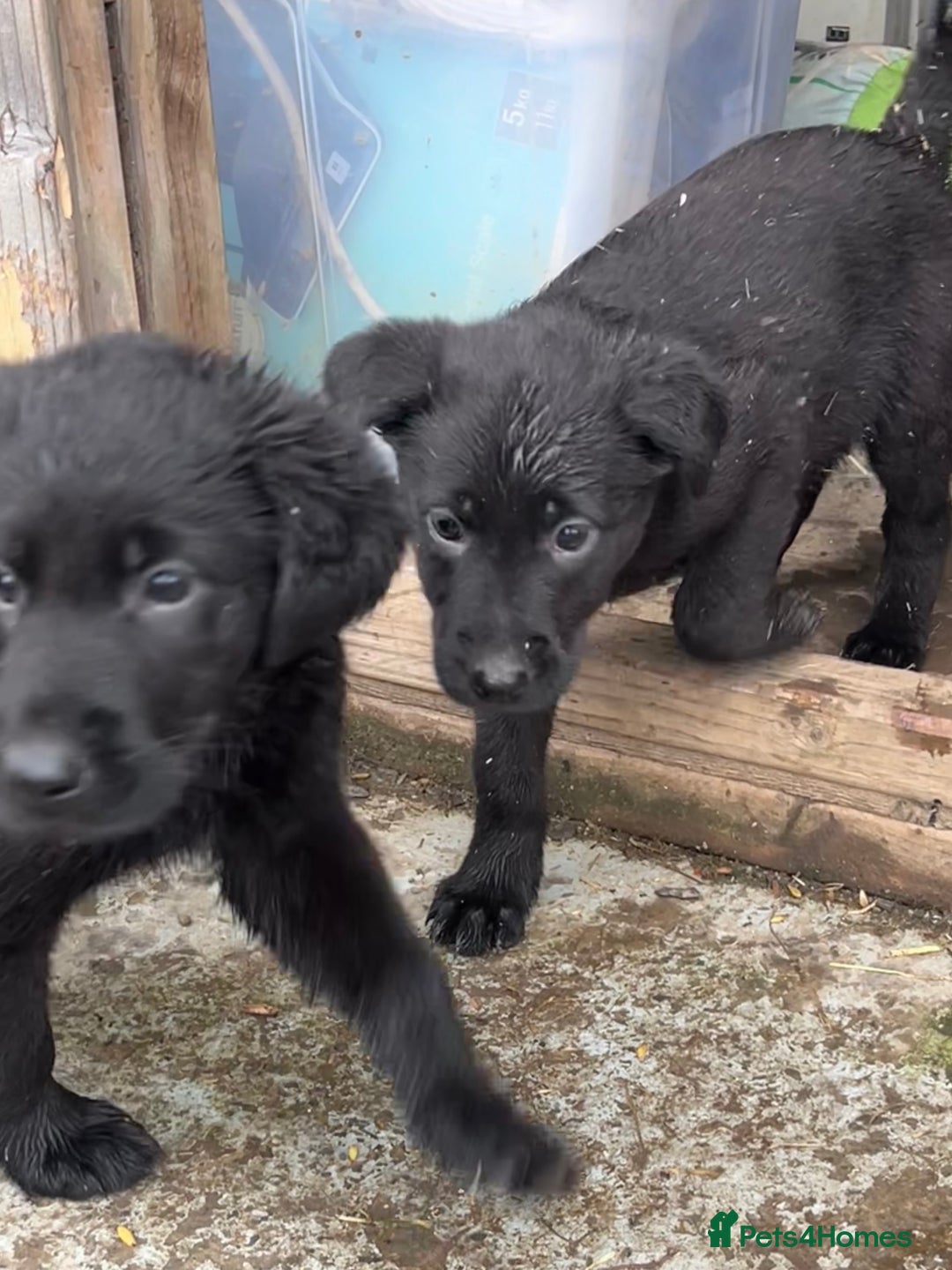 Labrador Retriever dogs for sale: Last incredible little girl  - Advert 21