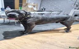 Cane Corso dogs for stud: 60kg Cane-corso stud - Image 6