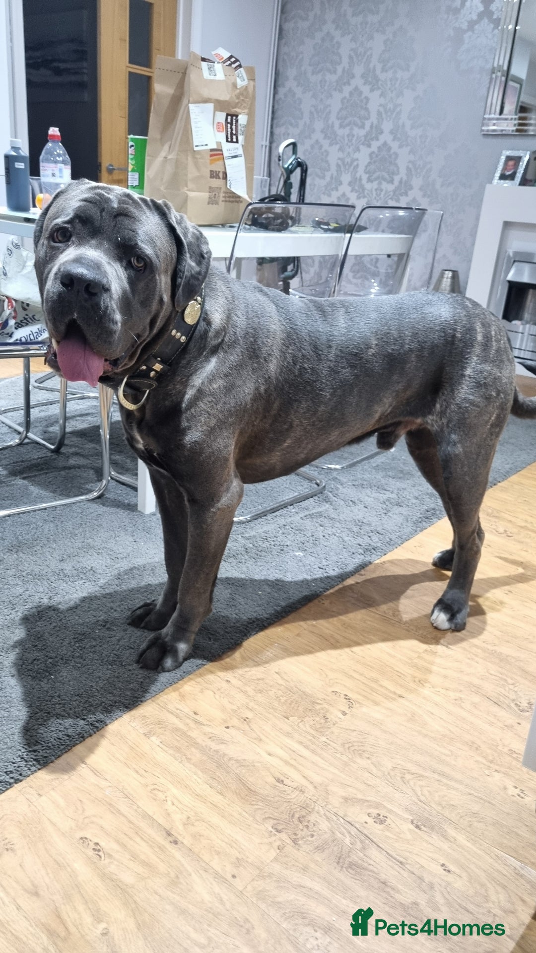 Cane Corso dogs for stud: 60kg Cane-corso stud - Image 6