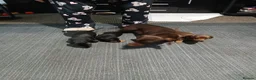 Miniature Dachshund dogs for sale: Miniature dachshund - Advert 2