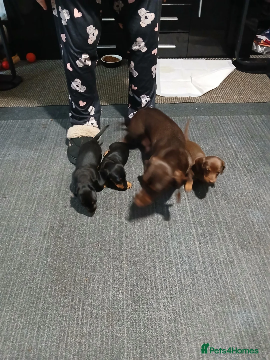 Miniature Dachshund dogs for sale: Miniature dachshund - Advert 2