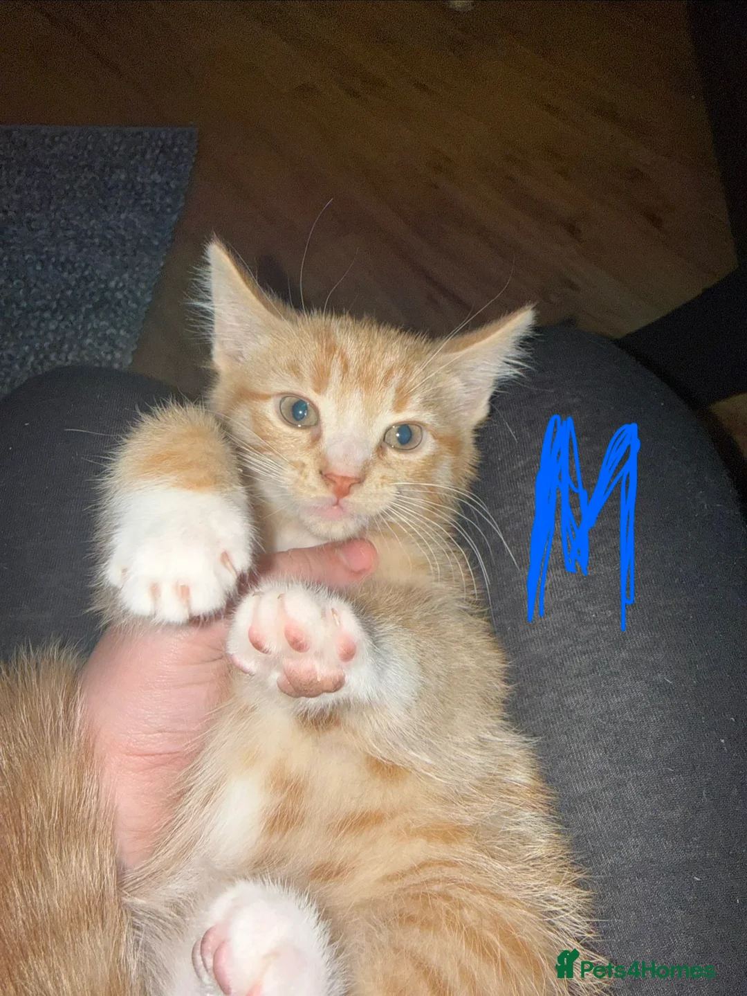 Mixed Breed cats for sale: Maine Coon Cross Kittens. - Advert 8