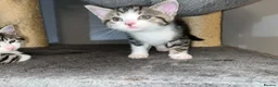Mixed Breed cats for sale: HALF MAINE COONS  - Advert 6