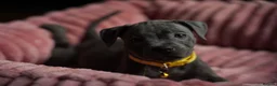 Staffordshire Bull Terrier dogs for sale: KC Staffy Puppies - Advert 12