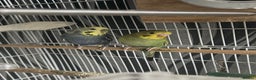 Budgerigars birds for sale: Healthy baby budgies for sale  - Advert 2
