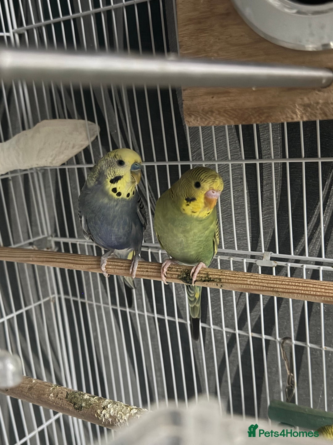 Budgerigars birds for sale: Healthy baby budgies for sale  - Advert 2
