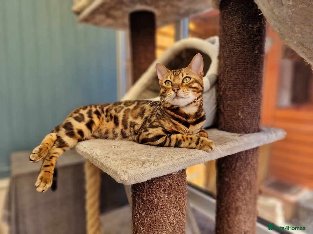 Bengal cats for stud: Bengal cat for stud, Fabio. in Peterborough - Image 16