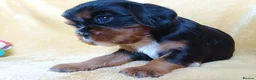 Cavalier King Charles Spaniel dogs for sale: Choc & Tan carriers - CKC Spaniel Puppies - Advert 9