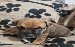 Mixed Breed dogs for sale: Mixed breed puppies - Advert 9