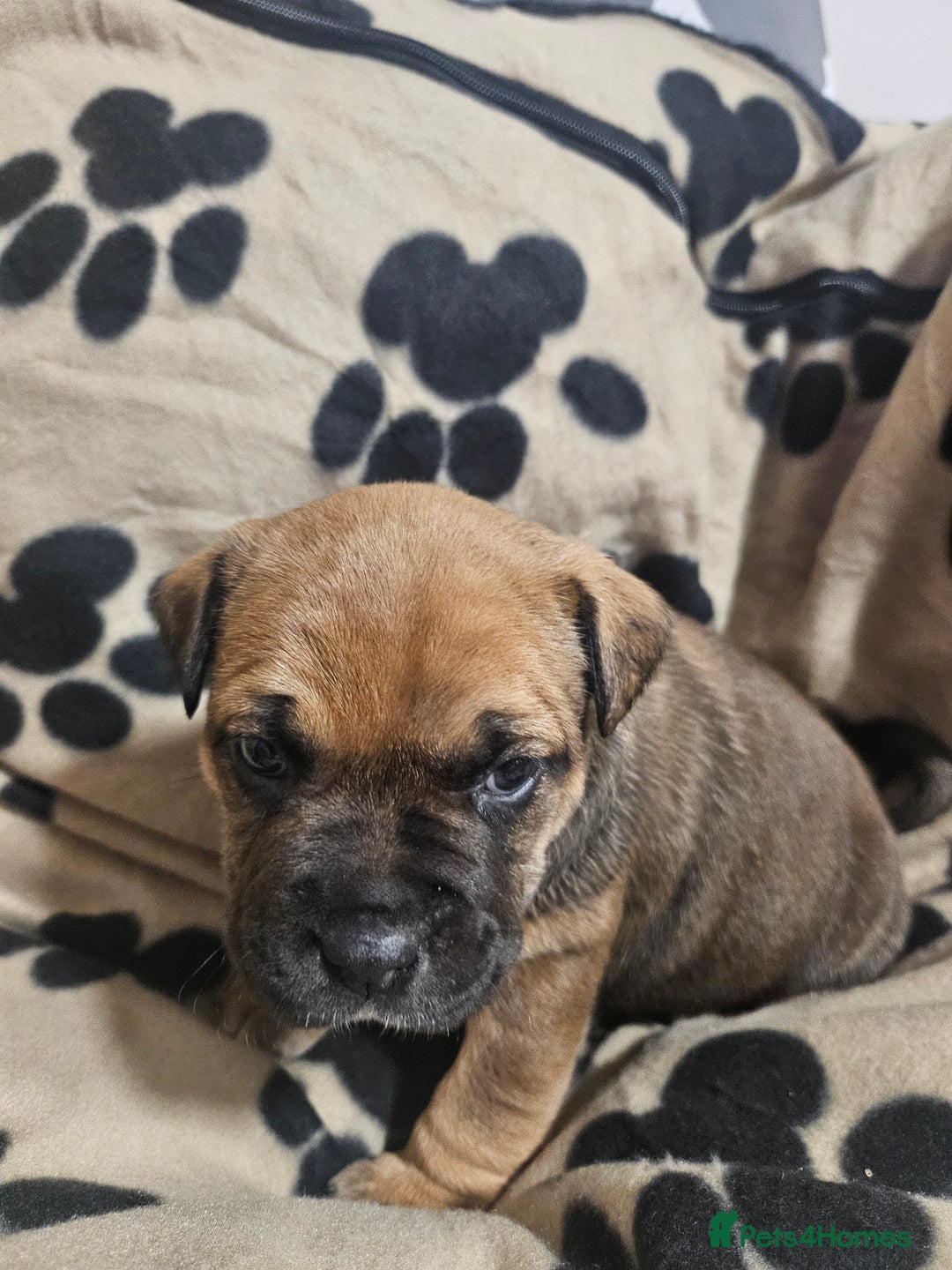 Mixed Breed dogs for sale: Mixed breed puppies - Advert 9