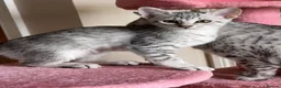 Egyptian Mau cats for sale: GCCF registered pedigree Egyptian Mau kittens - Advert 6